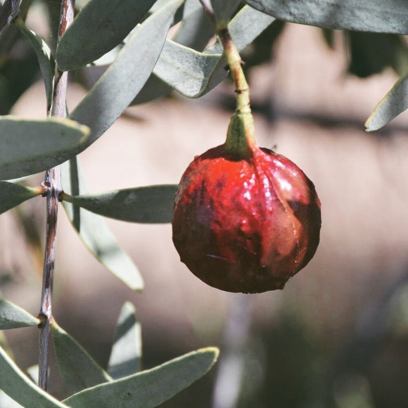 Australian Sandalwood Nut Oil