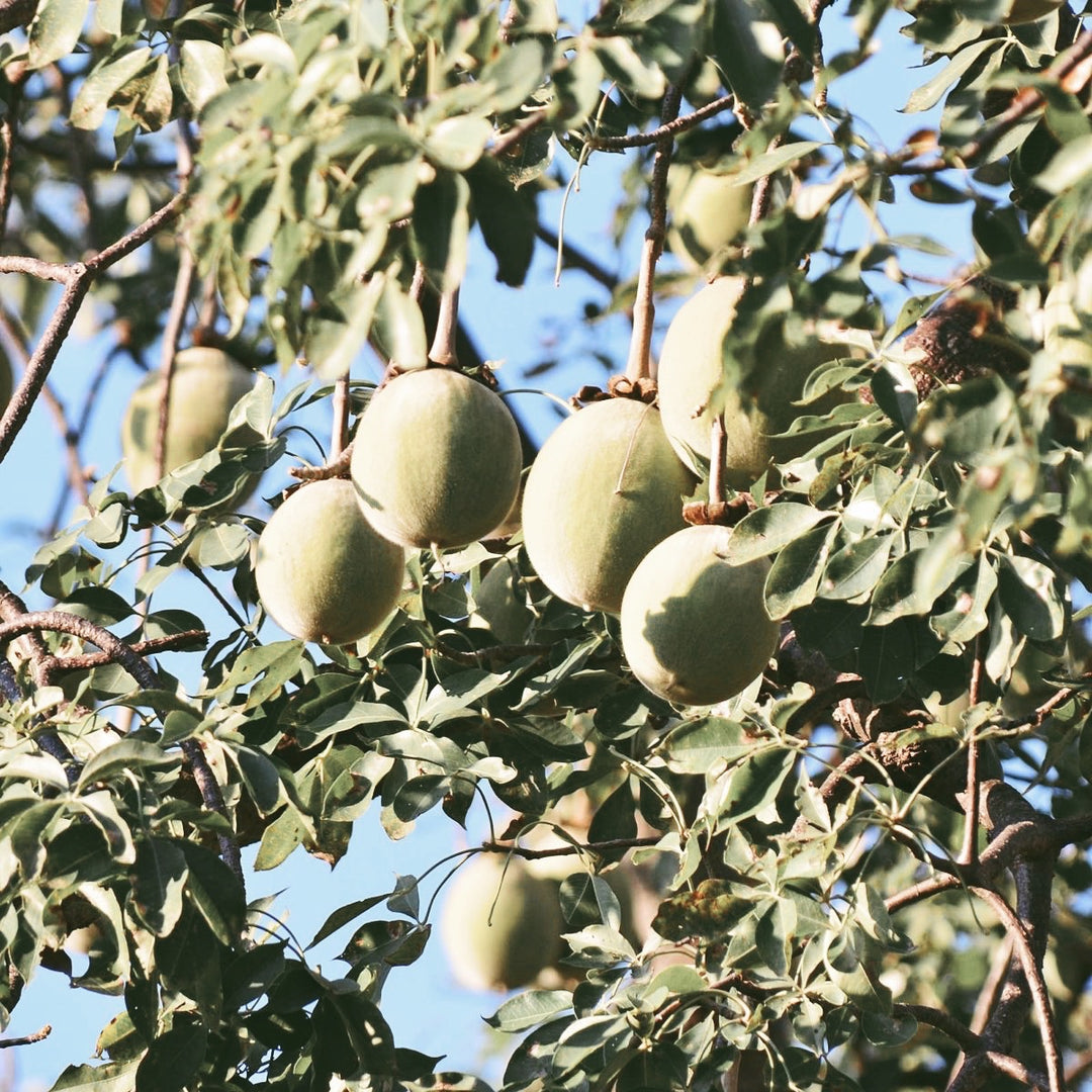 Baobab