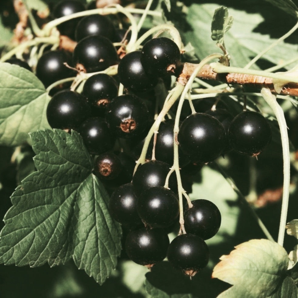 Black Currant
