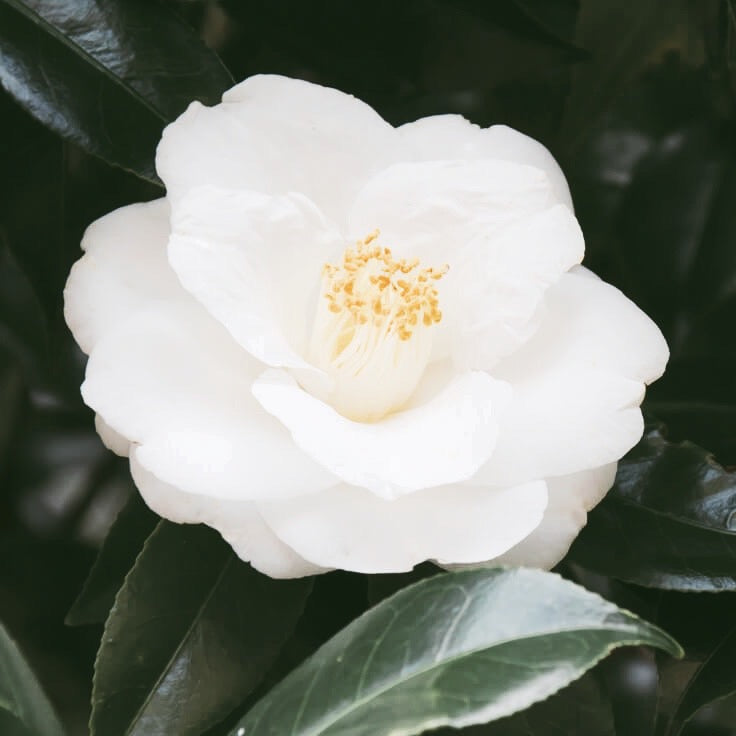 Camellia Oleifera