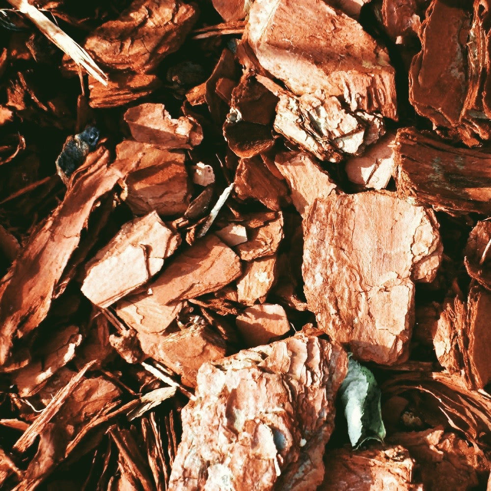 Cedarwood