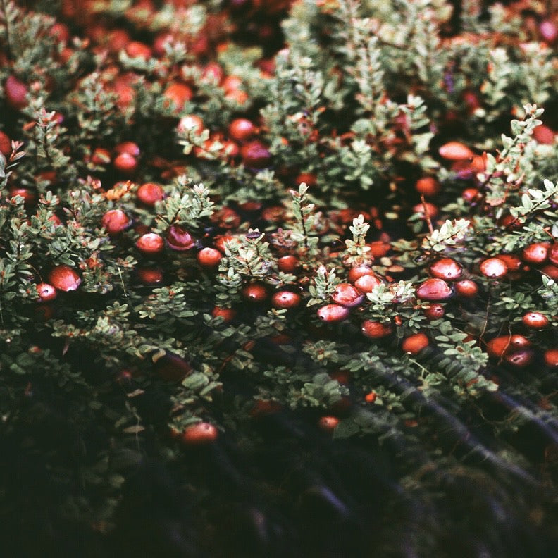 Cranberry