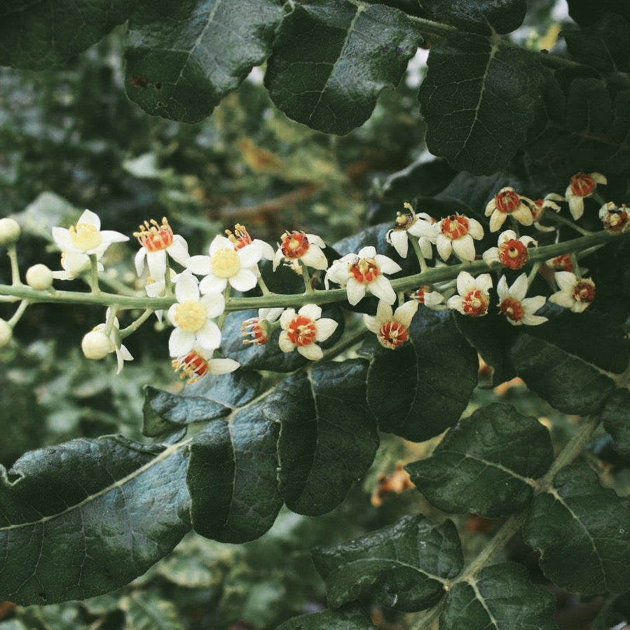 Frankincense Boswellia