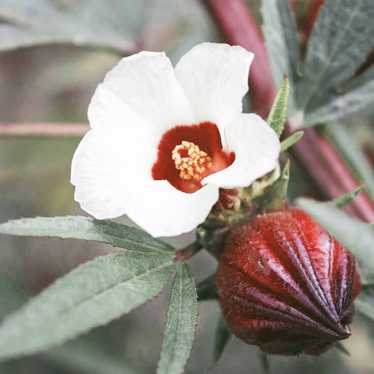 Hibiscus Sabdariffa