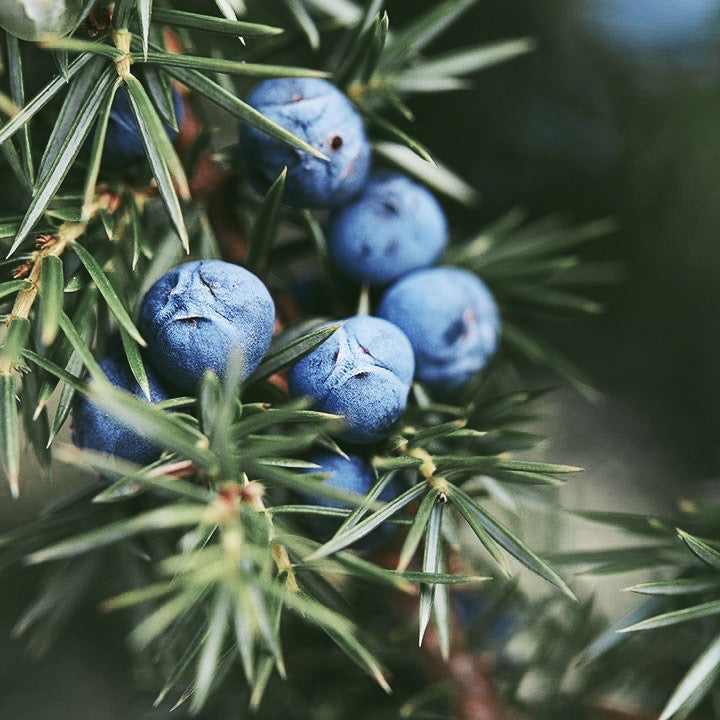 Juniper Berry