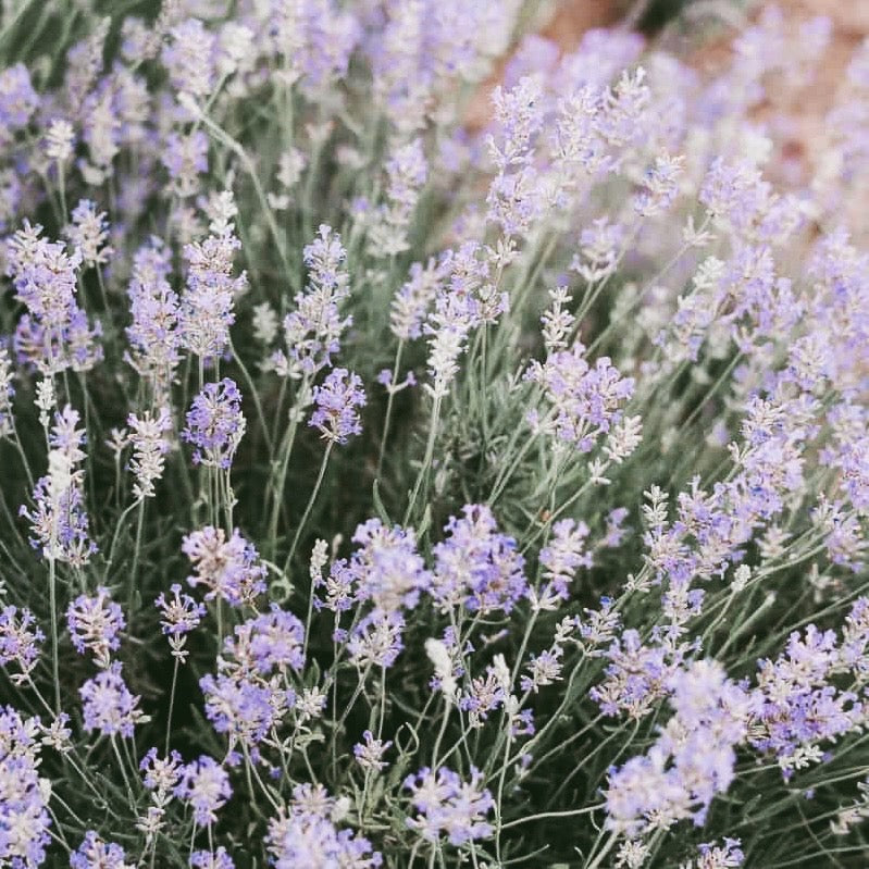 Lavender