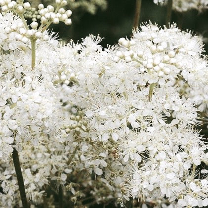 Meadowsweet