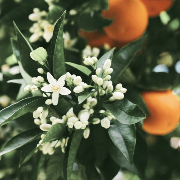 Orange Blossom