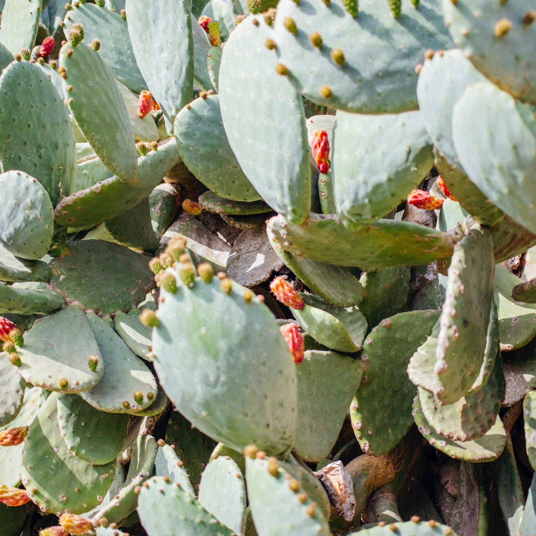Prickly Pear
