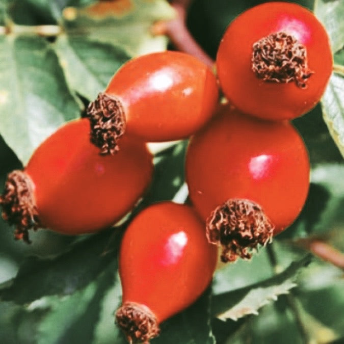 Rosa Rubiginosa Rosehip