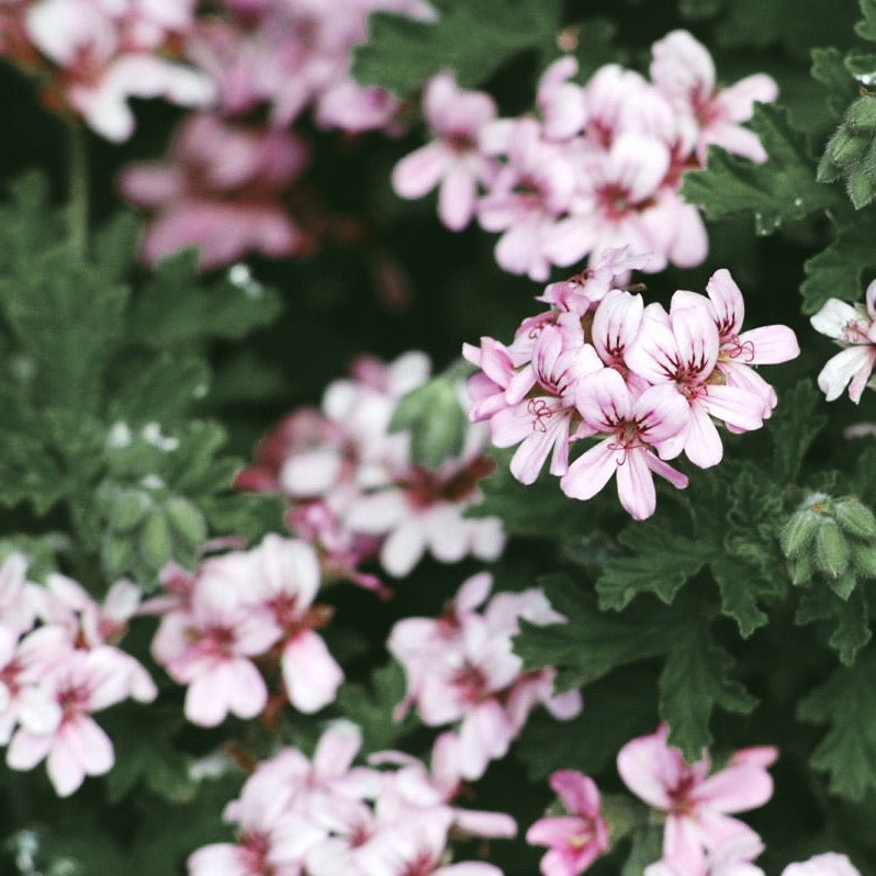 Rose Geranium