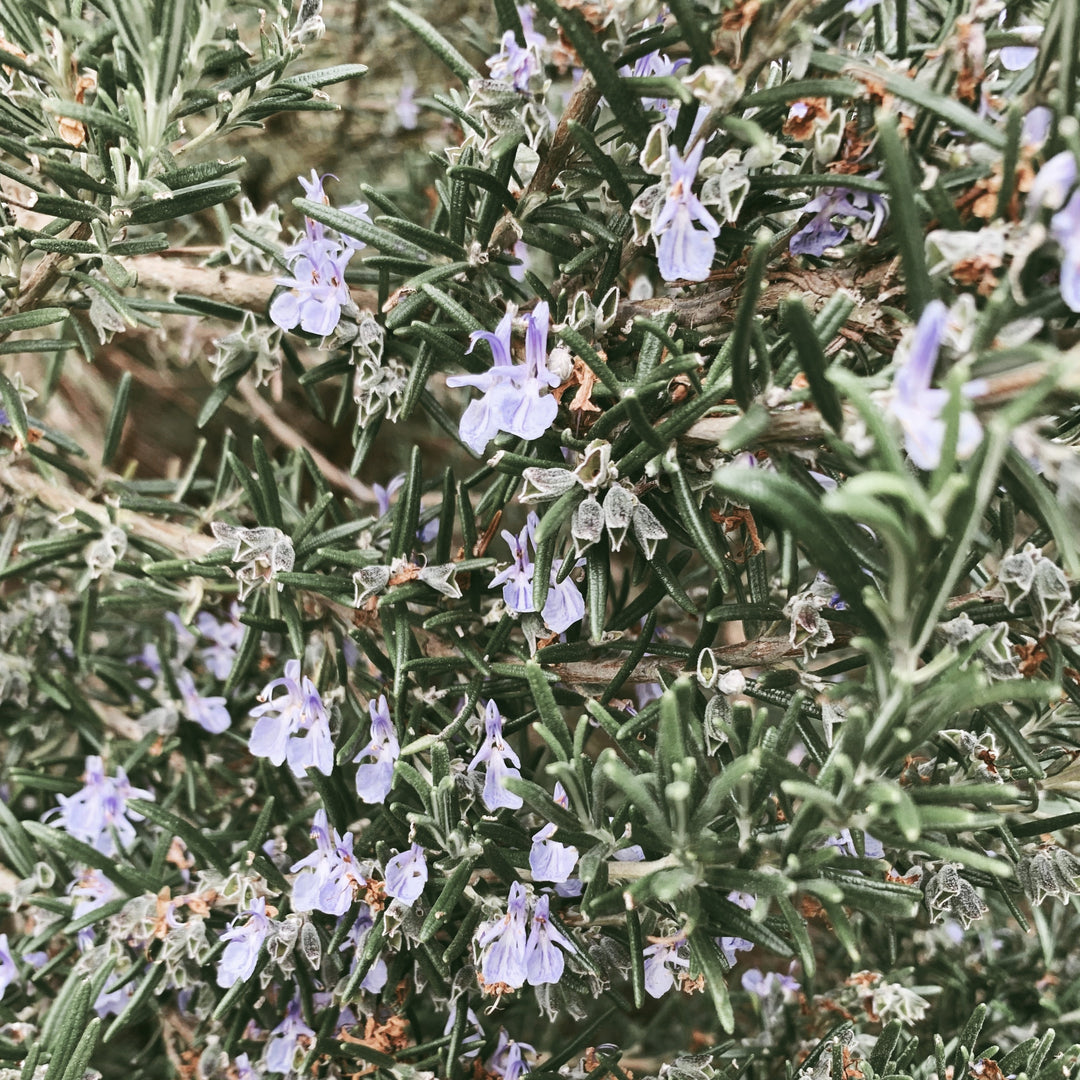 Rosemary