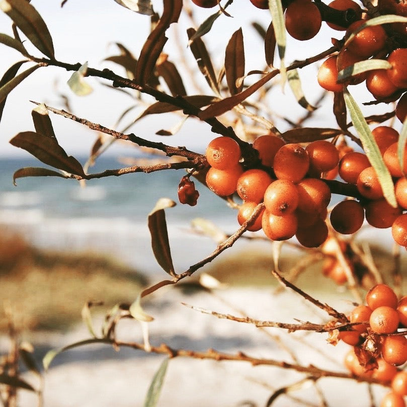 Sea Buckthorn