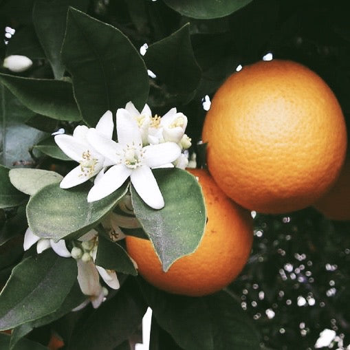 Sweet Orange