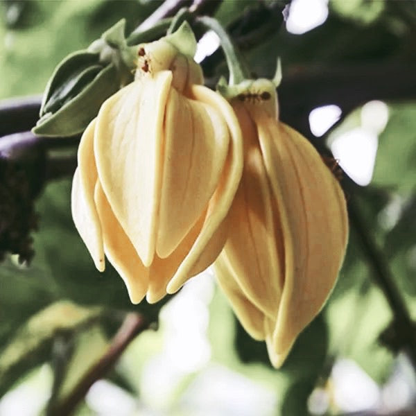 Ylang Ylang Flower