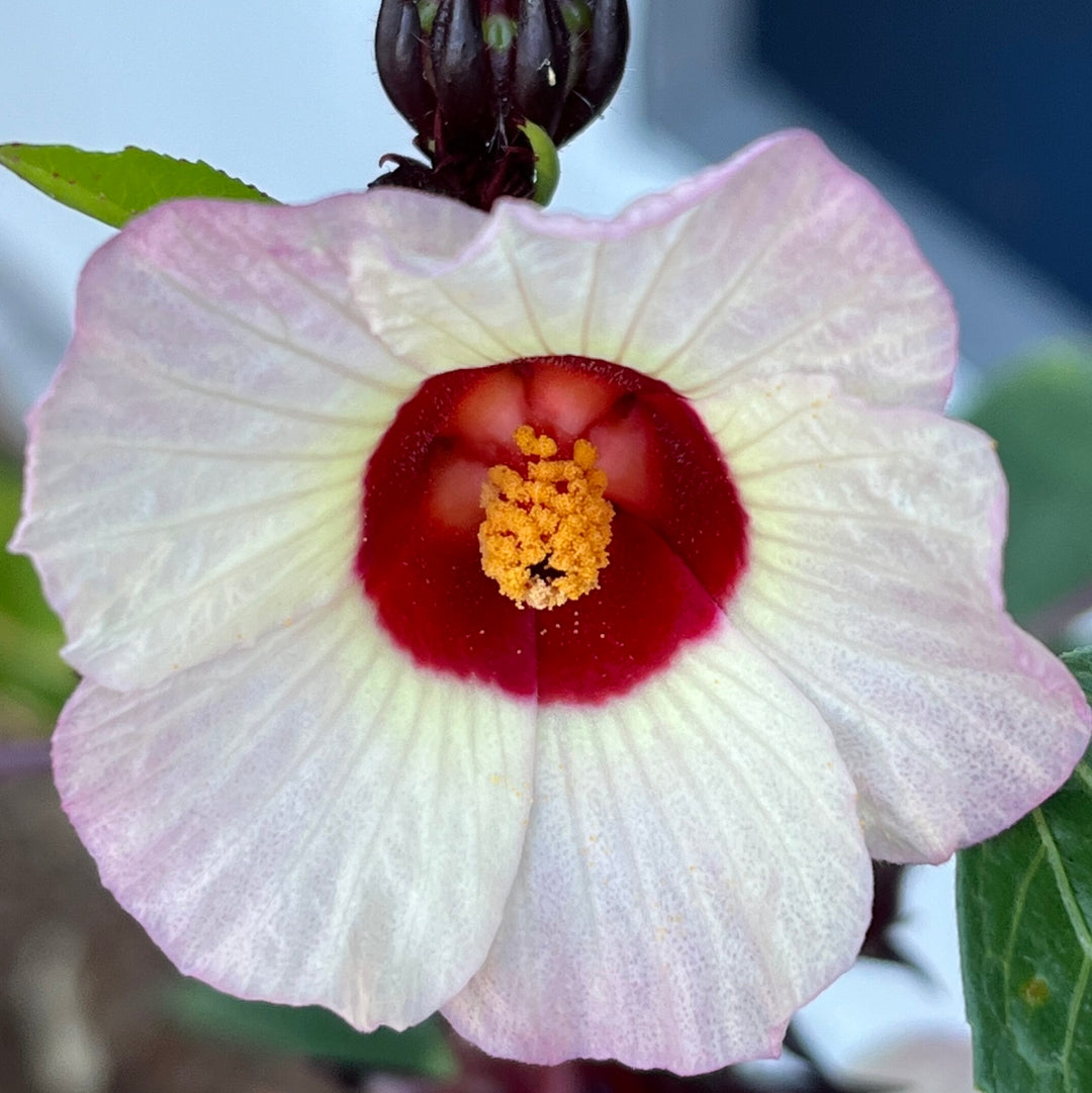 HIBISCUS SABDARIFFA flower